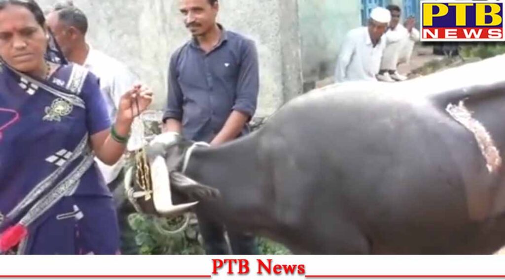 maharashtra-buffalo-swallowed-gold-mangalsutra-2-lakh-rupees-washim-sarsi-village-long-surgery