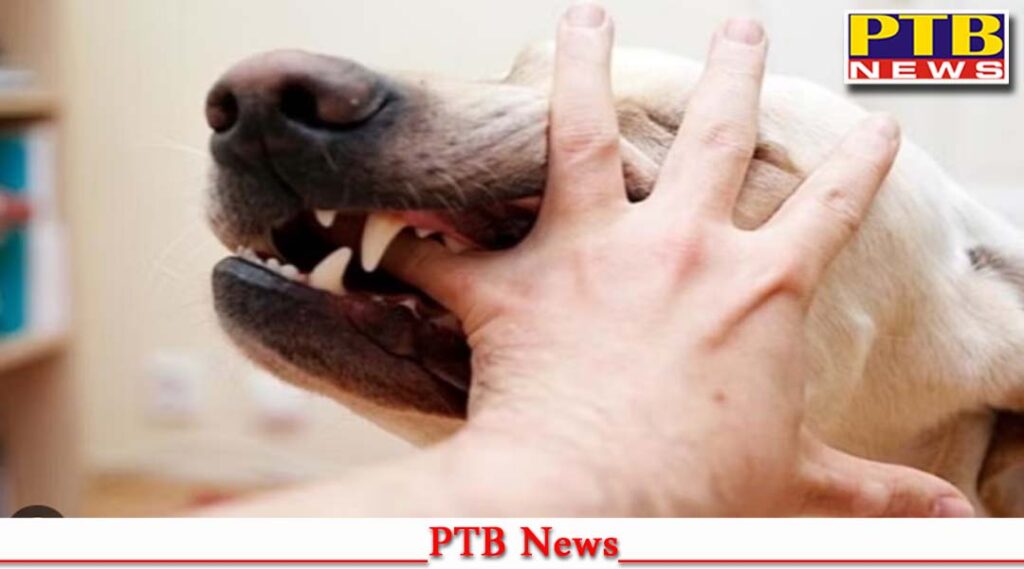 punjab-punjab-haryana-high-court-order-dog-bite-compensation-announce-committees-under-dc-big-news