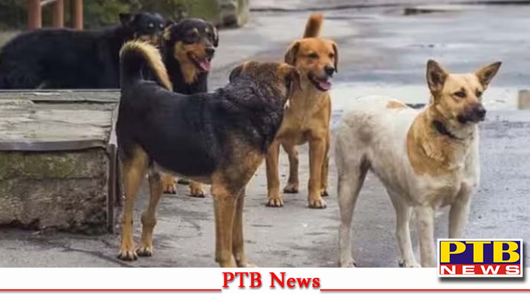 पंजाब, दो बच्चों को कुत्तों ने नोचा, एक की हुई दर्दनाक मौत, दूसरे की हालत नाजुक,