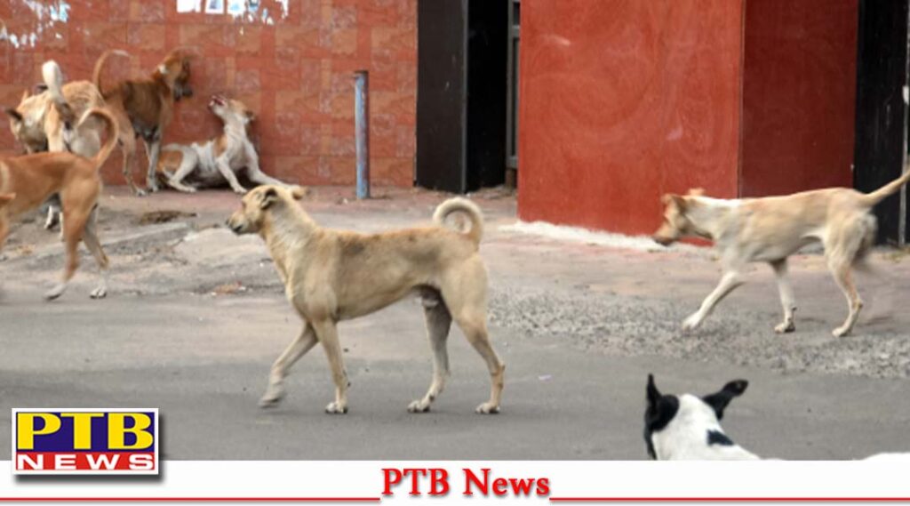 punjab-migrant-woman-who-went-collect-fodder-kapurthala-was-attacked-15-20-stray-dogs-died-painfully