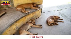now-stray-dogs-will-not-be-seen-on-the-streets-big-news