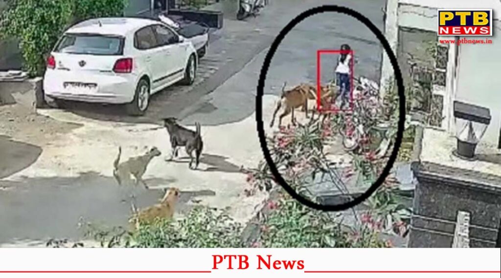 fazilka girl attacked by stray dogs vijay colony injured hospitalized