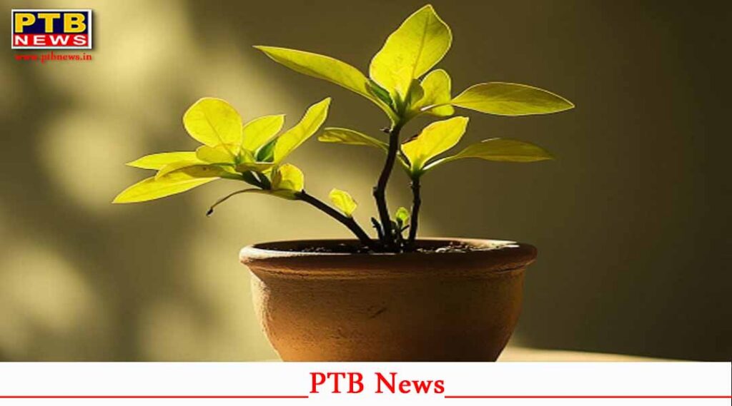 15.50 lakh saplings to be planted in Dehradun Green Control Room