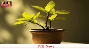 15.50 lakh saplings to be planted in Dehradun Green Control Room